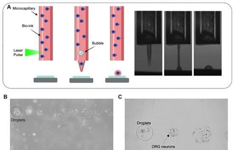 新技術(shù)可以成功3D打印活老鼠腦細(xì)胞